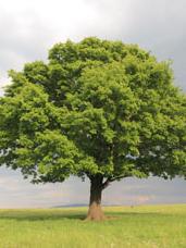 Stockfoto oak tree